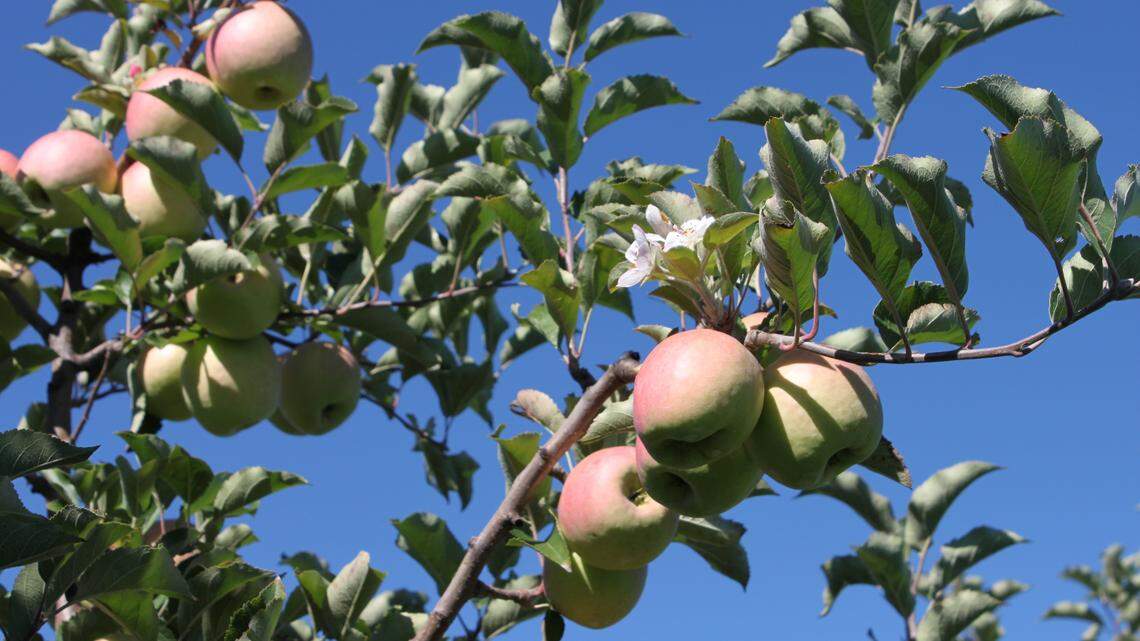 Forget pumpkin spice lattes. Pick your own apples at these Central KY orchards