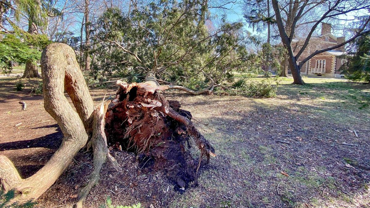An Eastern Hemlock tree lies on the grounds of Ashland, The Henry Clay Estate Saturday, March 4, 2023 after being blown over by a strong wind storm the night before that knocked out power to much of Lexington, Ky. The historic grounds lost as many as 15 trees from the storms.