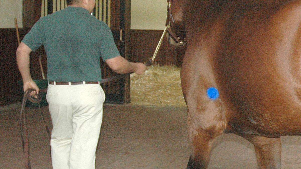 In addition to his temporary name change from Big Brown to Big Blue for March Madness, the 2008 Kentucky Derby and Preakness winner has a birthmark that has gone from white to blue. 