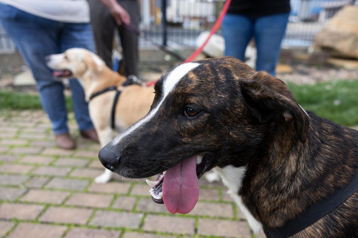 Members of SPARK Ministries take foster dogs for a walk at Millstone Park in Richmond, Kentucky, on Thursday, March 14, 2024. SPARK Ministries works to remove barriers for people who are recovering from addiction.