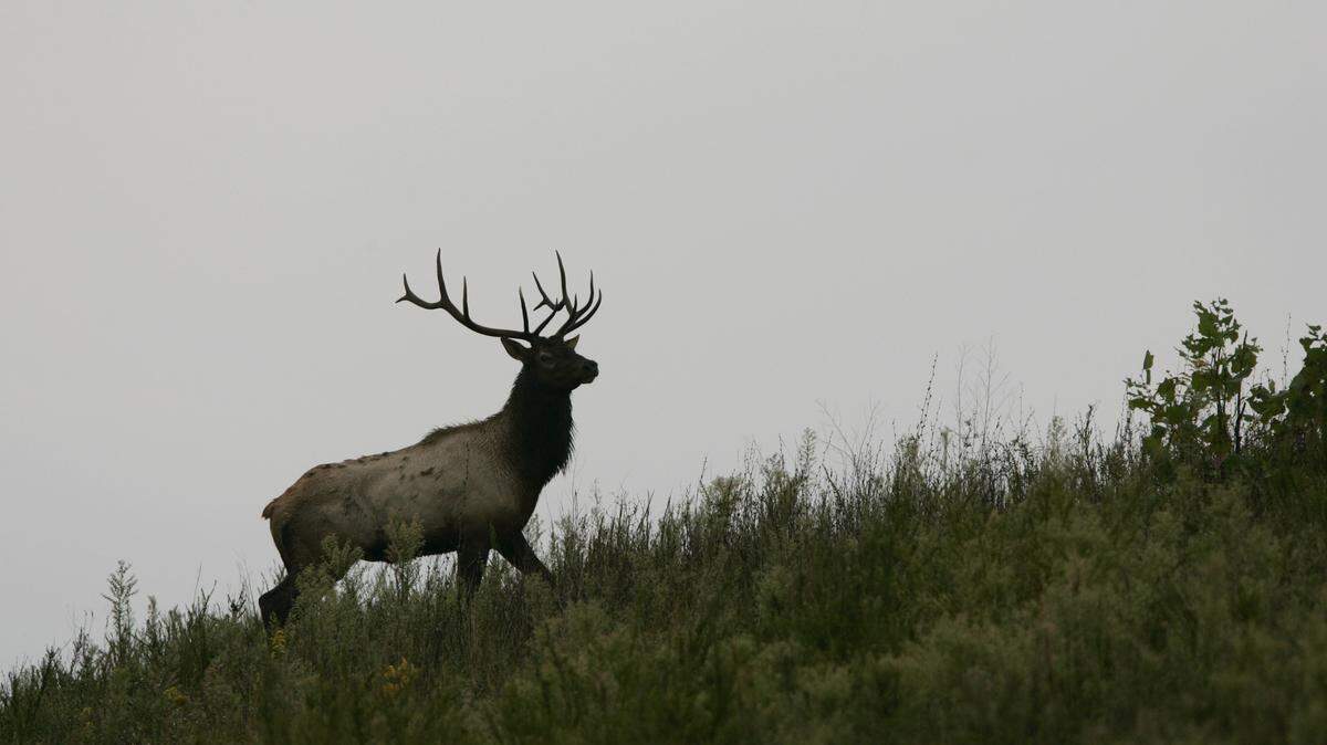Elk roam reclaimed land at the former Starfire mine near Ary in Perry County.