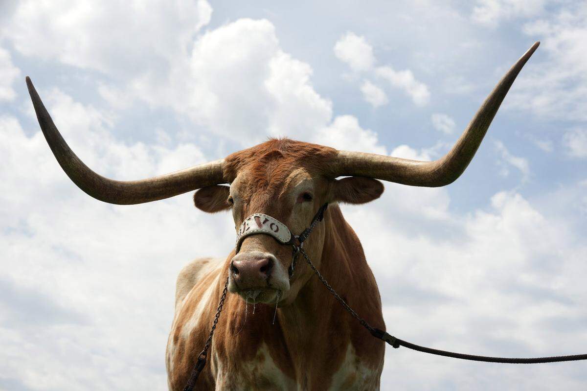 Apr 1, 2023; Austin, TX, USA;  Texas Longhorns mascot Bevo XV at the 95th Clyde Littlefield Texas Relays at Mike A. Myers Stadium. Mandatory Credit: Kirby Lee-USA TODAY Sports