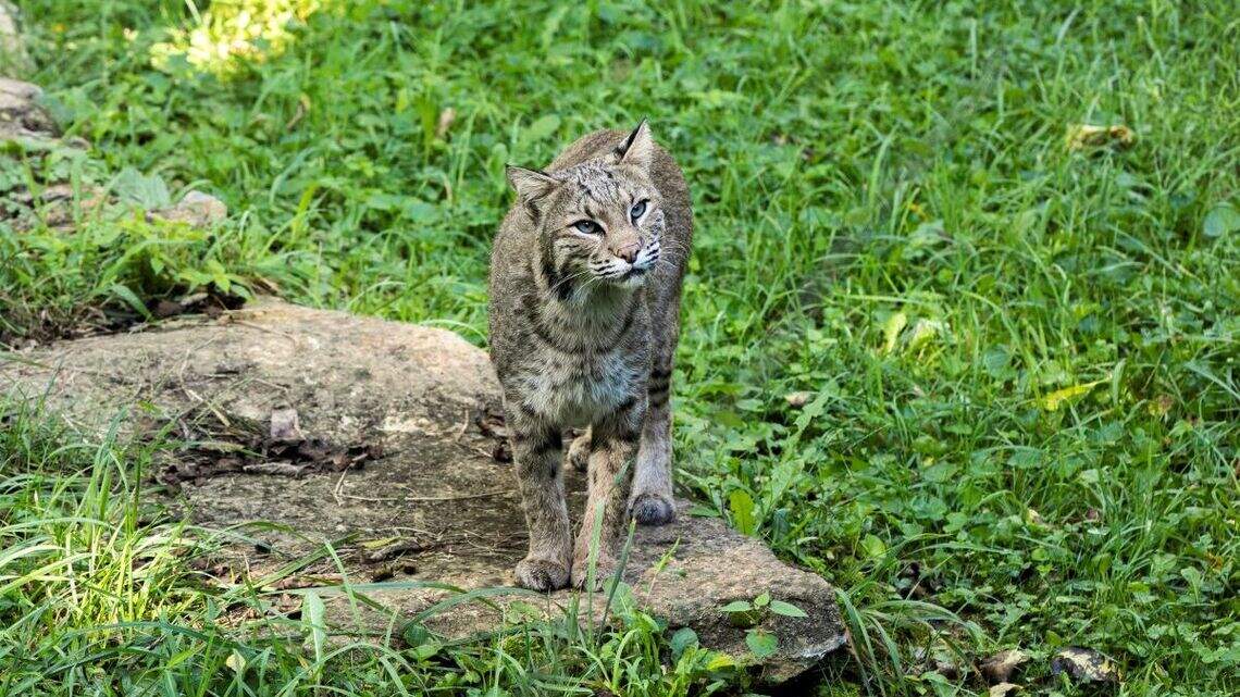 KY legislators legalized hunting bobcats at night. Experts worry about ‘overharvesting.’