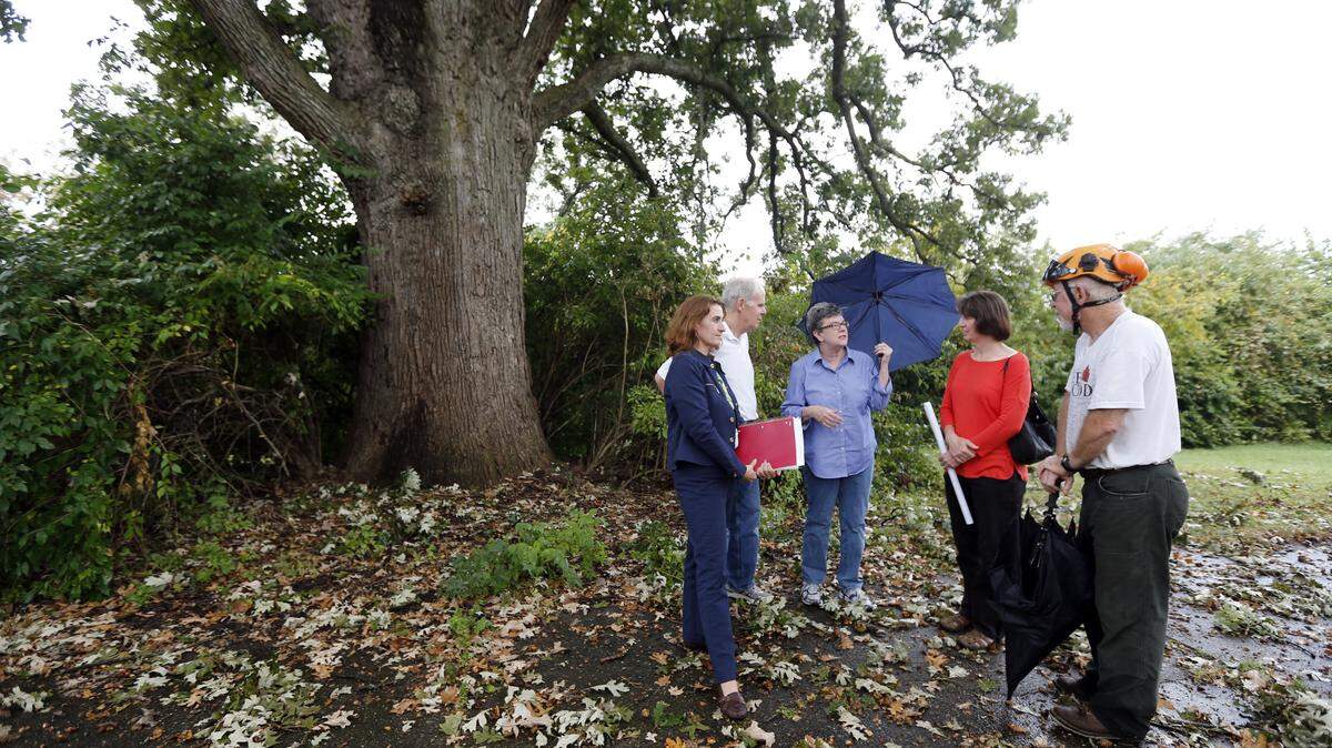 Concerned citizens, from left, Dr. Lauren Larson, Bob Terhaar, Nancy Terhaar, Kim Crocetti and arborist Dave Leonard talked Thursday about the new development planned near a 300-year-old bur oak that sits near the corner of Harrodsburg Road and Military Pike.