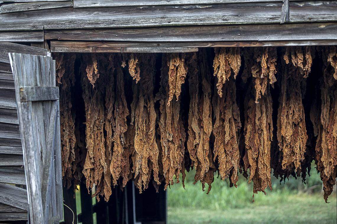 Tobacco hangs to dry in a Kentucky barn in 2019.