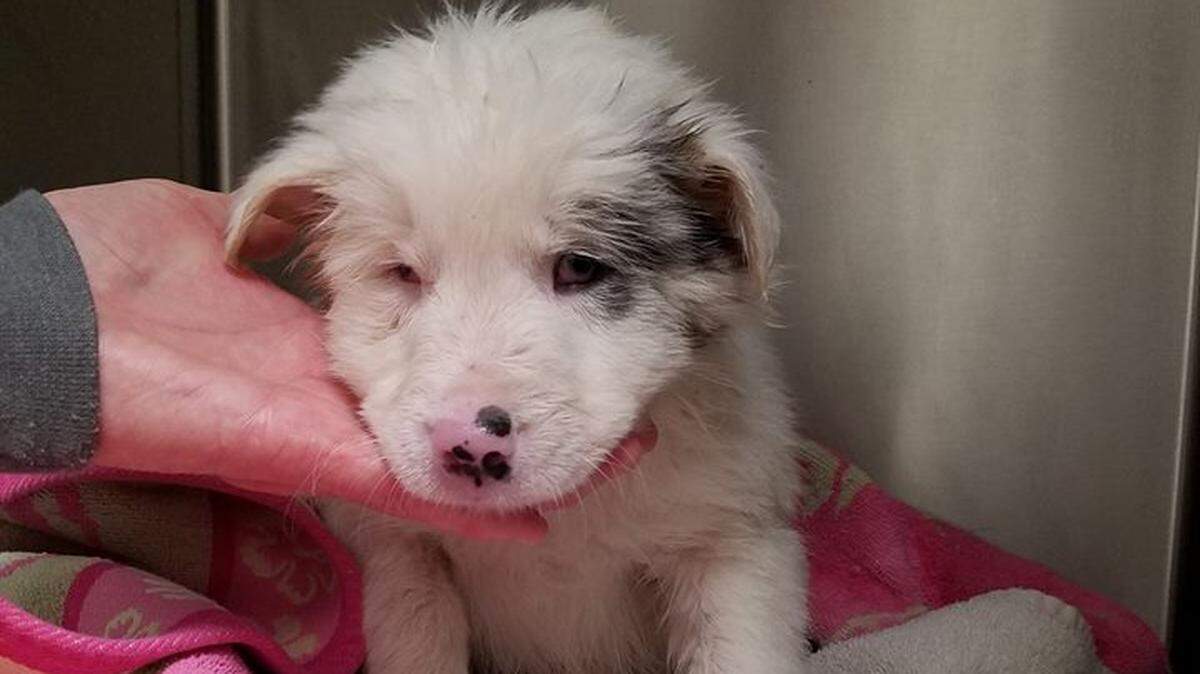 This dog was rescued by two men who found her trapped inside a bag in a Scott County creek.
