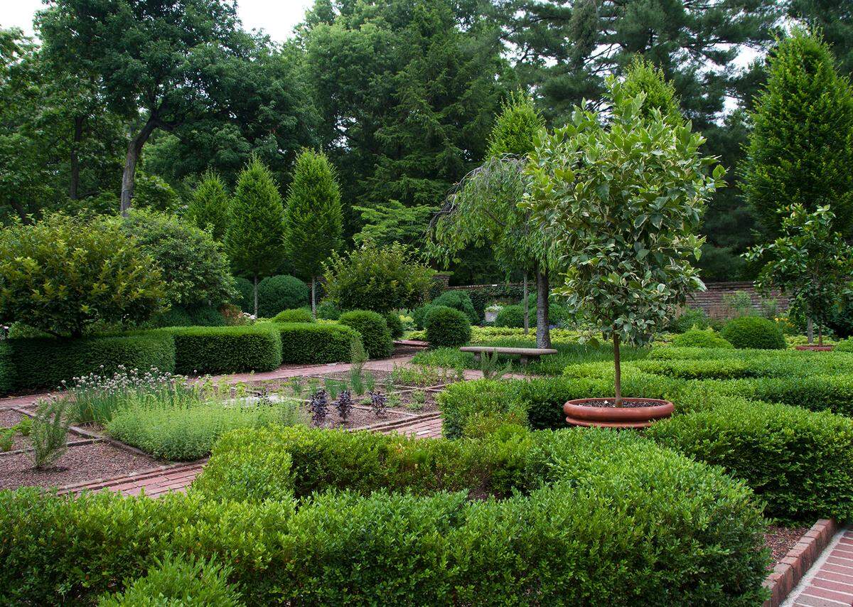 Boxwoods previously grew in abundance in the formal gardens at Ashland, the Henry Clay Estate. They have been removed because of blight.