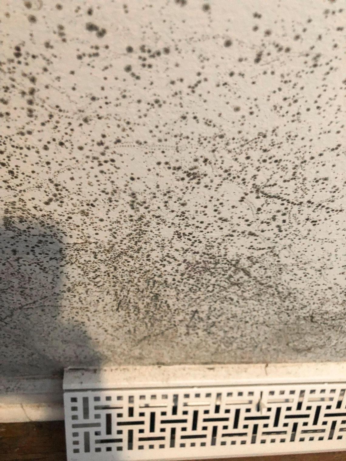 In a photo provided by Ilka Tait, black mold grows in the house she rents in Lexington, Ky.