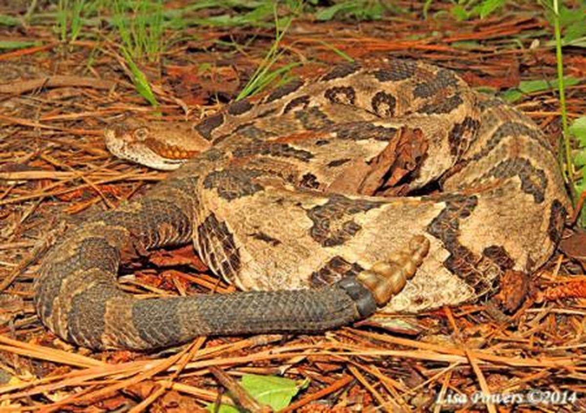 A photo of a timber rattlesnake, retrieved from kysnakes.ca.uky.edu/venomous. Photo courtesy of the University of Kentucky’s Department of Forestry. 