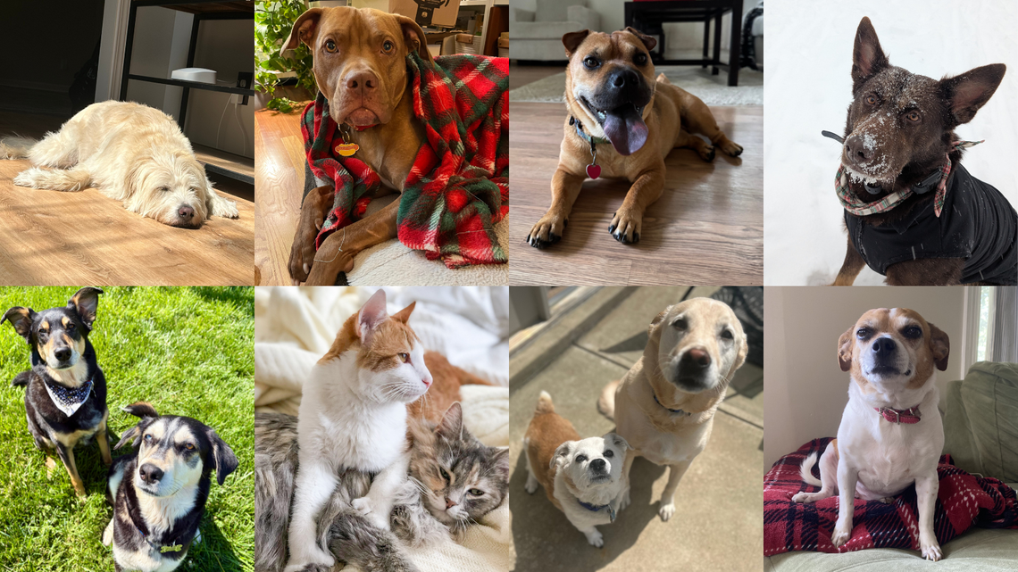 Meet the rescue pets of the Herald-Leader. From top left, clockwise: Winston, adopted from Dachshund Rescue of St. Louis; Glizzy, adopted from Animal Care Society of Louisville; Sugar, adopted from All About Animals in Macon, Georgia; Sulley, adopted from the Lexington Humane Society; Daisy, adopted from the Garrard County Animal Shelter; Tucker, adopted from the Danville-Boyle County Humane Society, and Ted, adopted from the Paris Animal Welfare Society; Yukon, adopted from the Owensboro Humane Society, and Henrietta, adopted from Ohio County; Maximus Decimus Meridias and Lucy Sherzer, both adopted from the Lexington Humane Society.