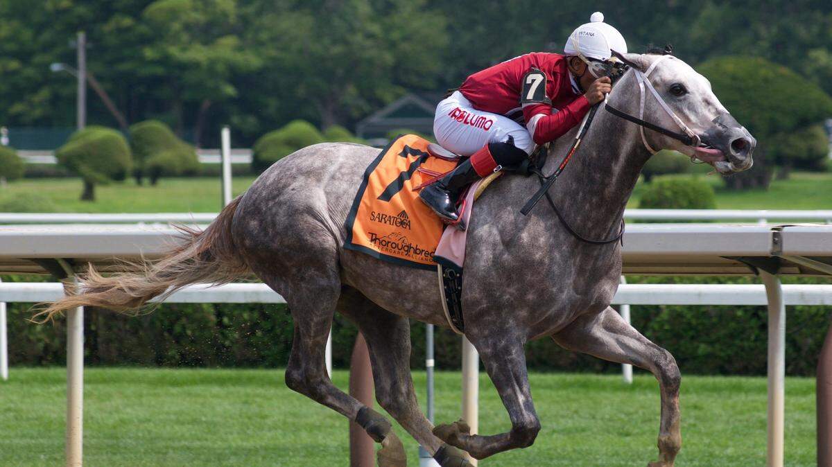 Stellar Tap gave trainer Steve Asmussen his record-setting 9,446th victory at Saratoga on Aug. 7. The race moved Asmussen past Dale Baird for most career wins by a trainer in North America. Could the Kentucky Derby be in Stellar Tap’s future?