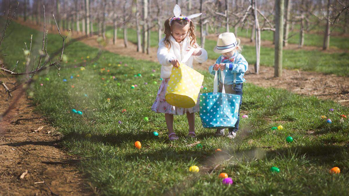 Eckert’s Orchard in Versailles will have egg hunts this weekend and free pictures with the Easter bunny.