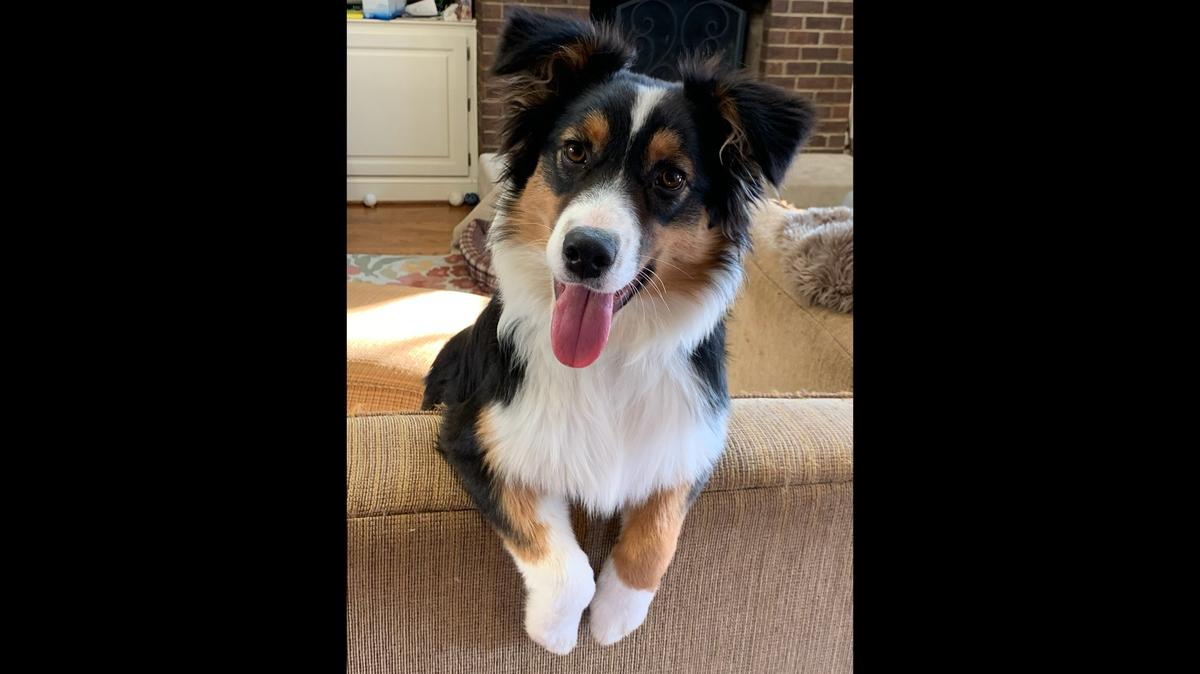 Luna, seen in this contributed photo, is one of the dogs who competed in our Final Four round to crown the cutest dog in Kentucky. Luna just missed advancing to the championship round, but we think she’s adorable nonetheless.