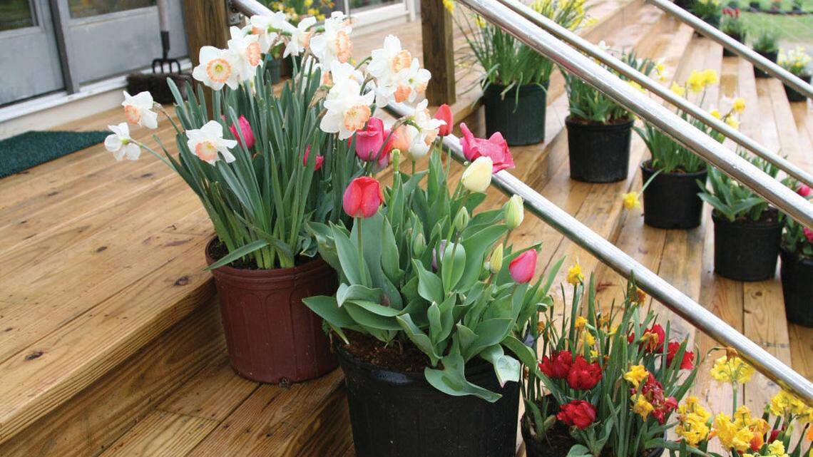 LIFE HOME-ENV-POTTED-BULBS 3 NN