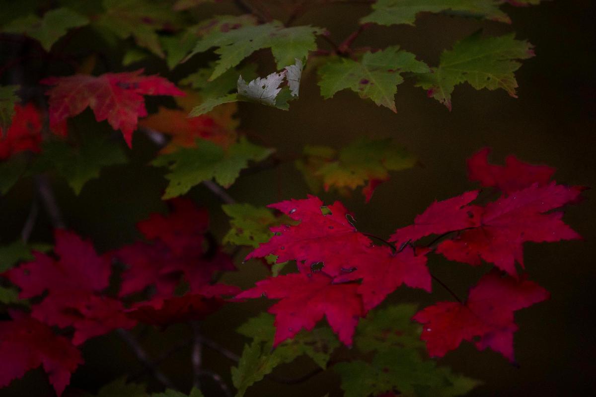 Fall colors are on display at the Bernheim Arboretum and Research Forest in Clermont, Ky., on Wednesday, Oct. 27, 2021.