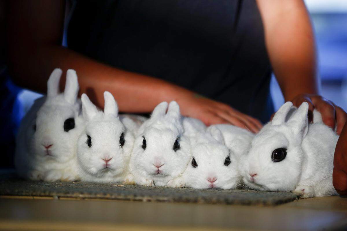 Dwarf Hotot rabbits are lined up for judging during the 4-H/FFA Youth Rabbit Show at the Garrard County Fair in Lancaster, Tuesday, June 25, 2019.