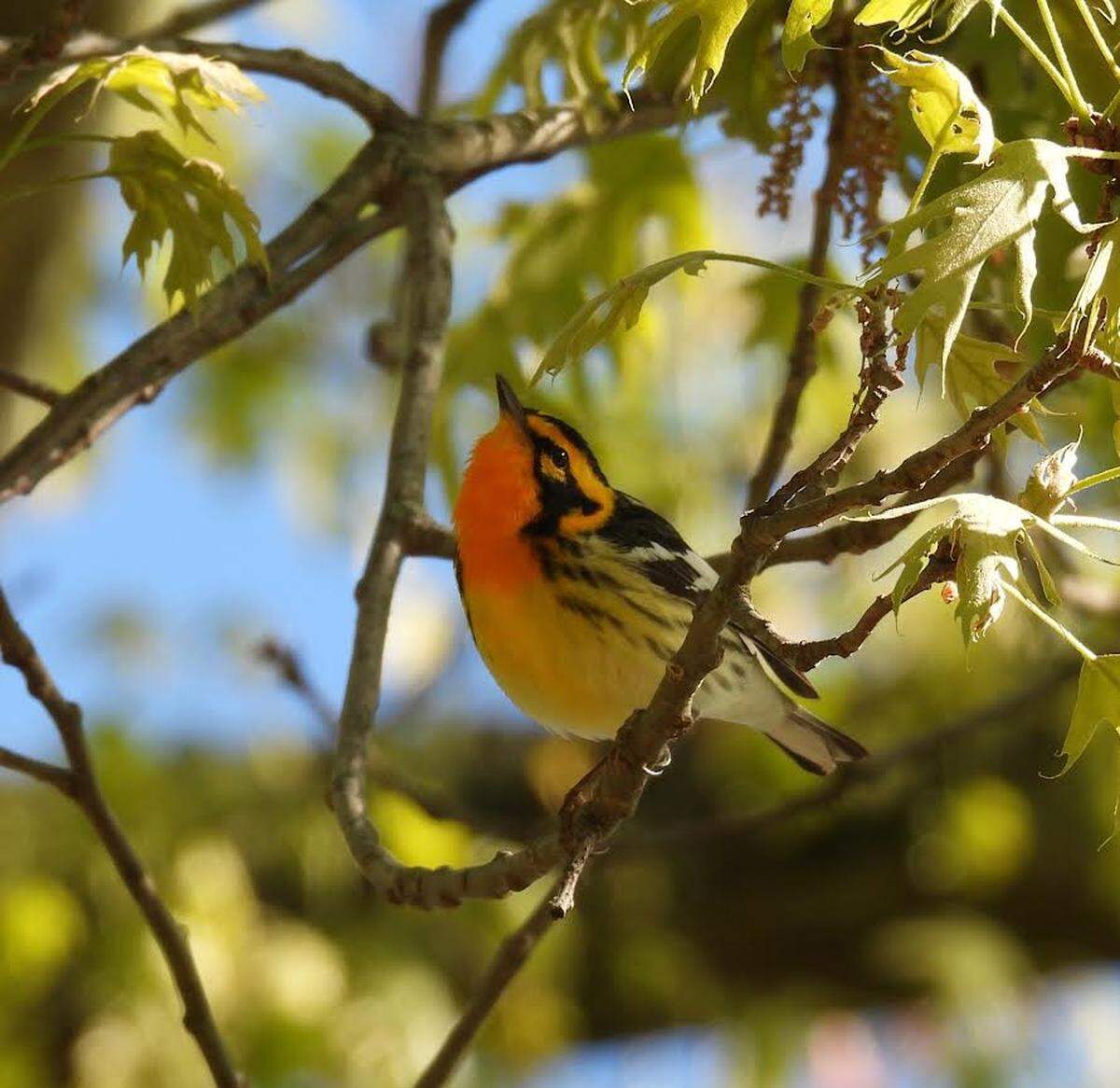 The blackburnian warbler population is increasing.