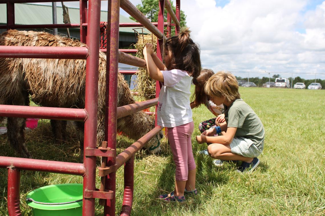 Children pet a llama at the Kentucky Sheep and Fiber Festival at Masterson Station Park in Lexington.
