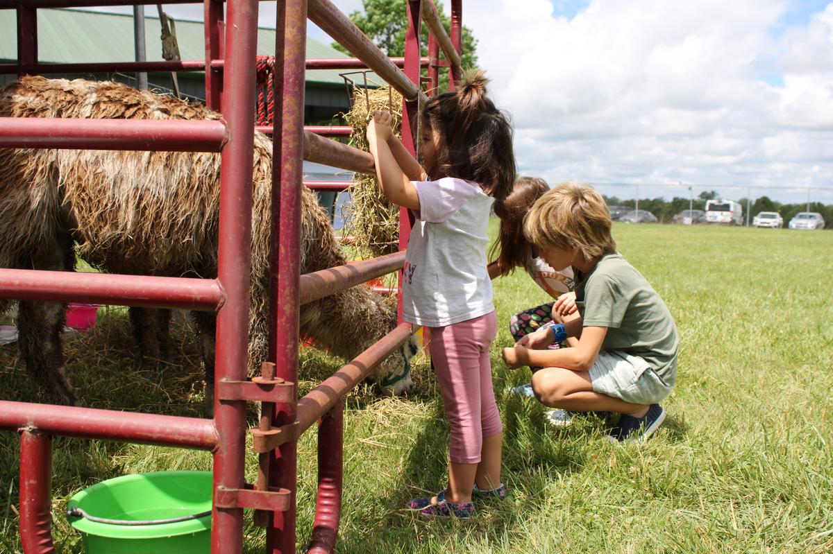 Children pet a llama at the Kentucky Sheep and Fiber Festival at Masterson Station Park in Lexington.