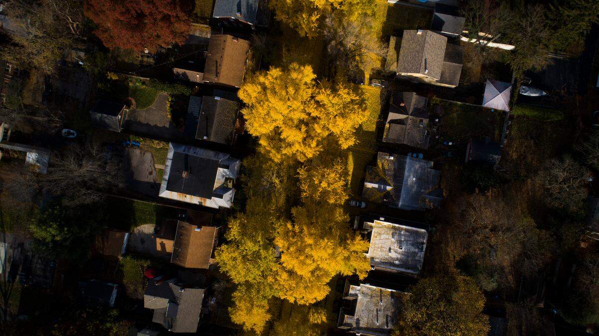 Ginkgo tree leaves In numerous shades of yellow line the street and sidewalk on Catalpa Road in Lexington, Ky., Thursday, Nov. 18, 2021.
