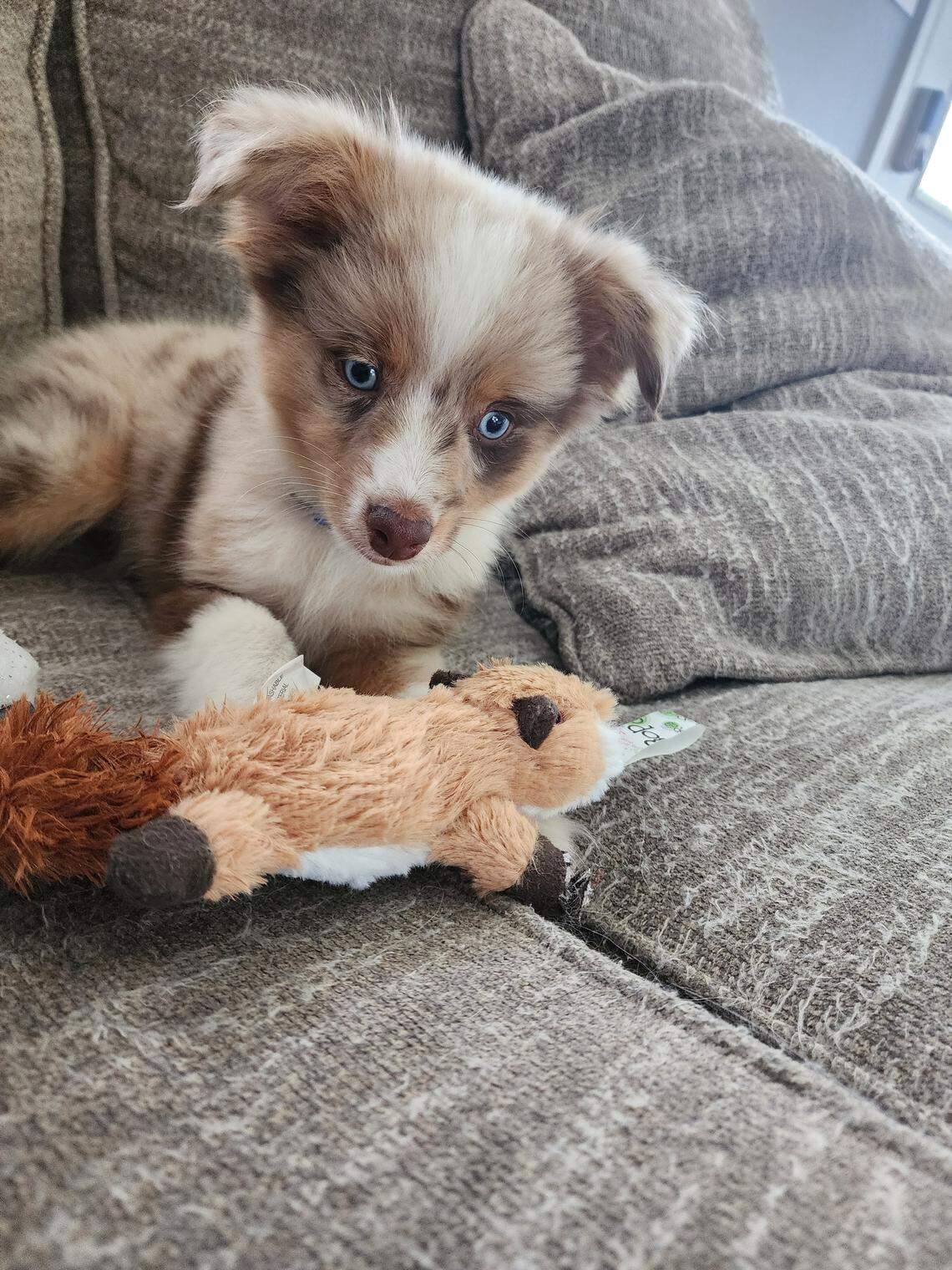 Bennie, pictured here as a young mini Australian shepherd puppy, has been crowned Kentucky’s cutest dog in a photo contest judged by Herald-Leader readers.