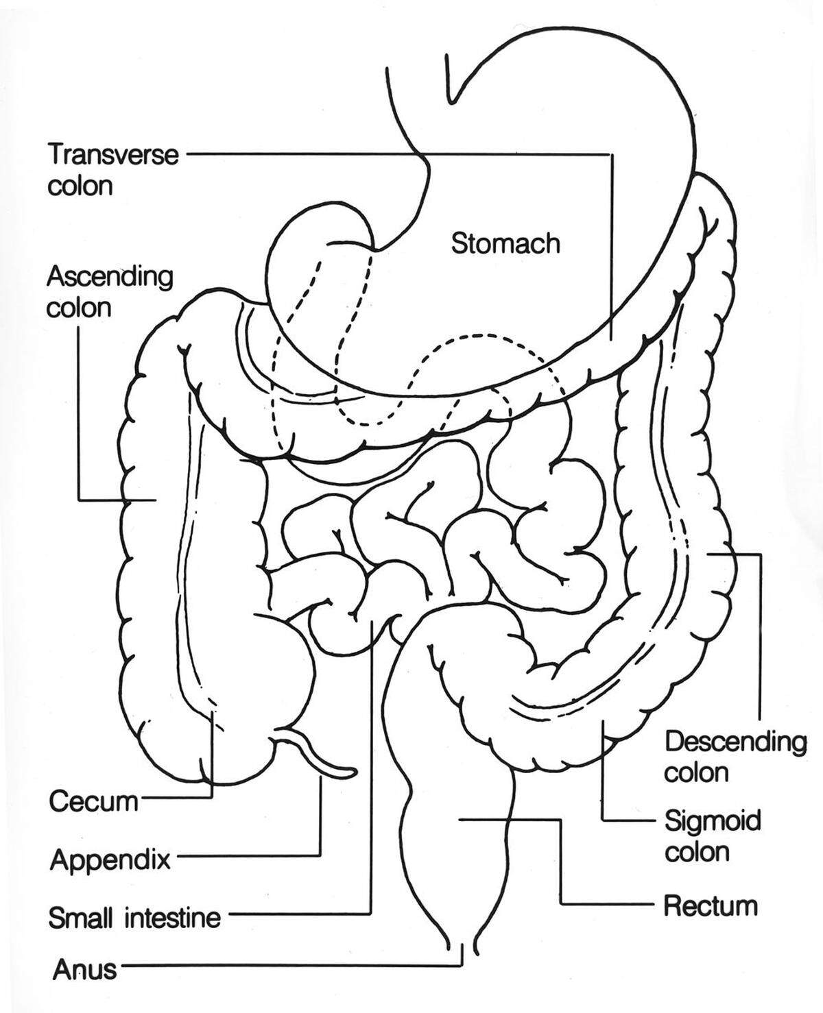 A diagram of the colon from the National Institutes of Health. The graphic shows the human digestive system, including ascending colon, descending colon and small intestine and rectum, among other tissues. 