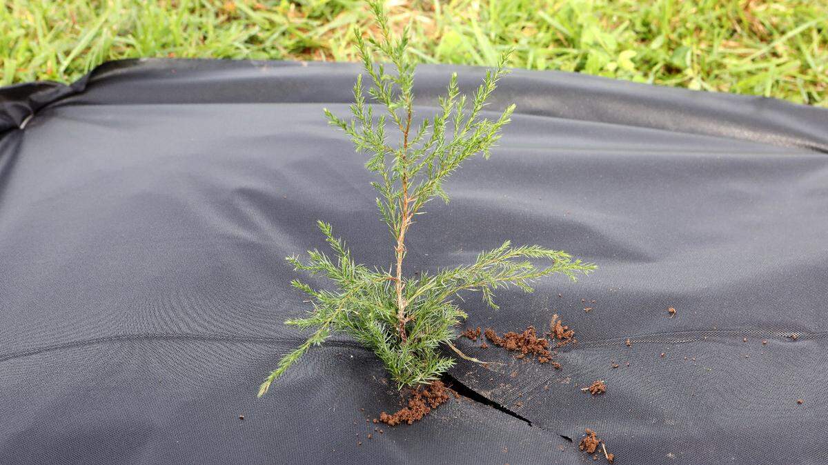 Reforest the Bluegrass is Lexington’s annual tree planting event.