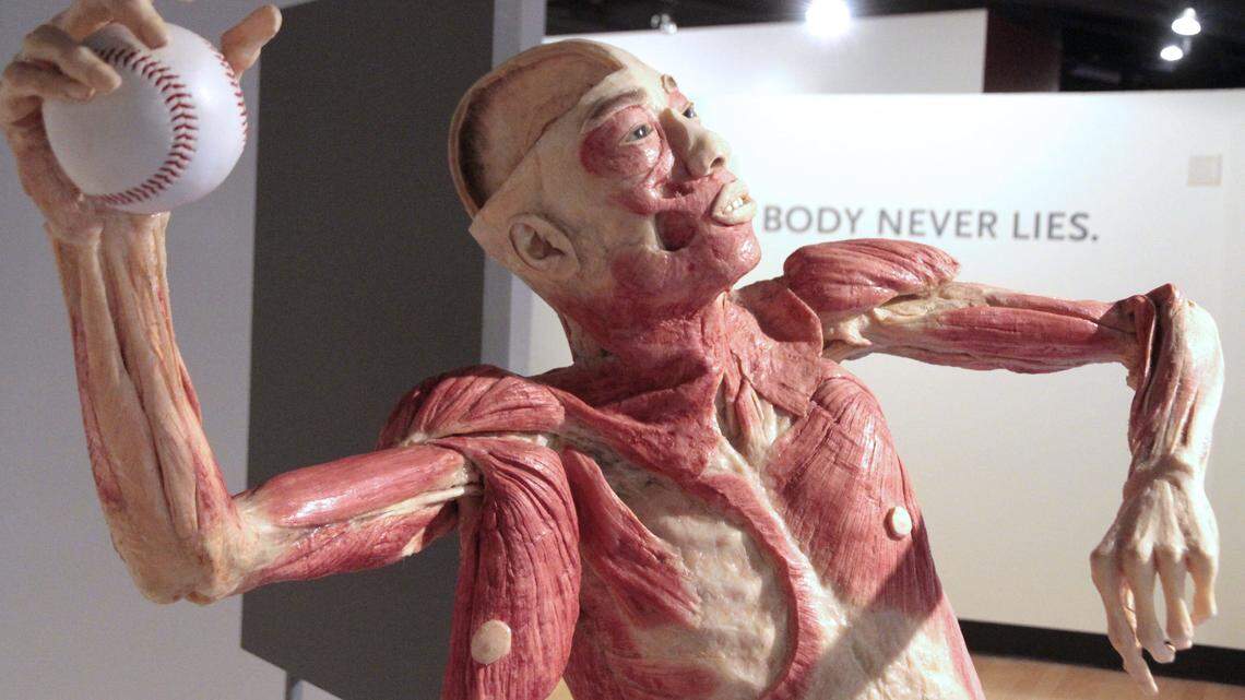 This display of a body posed in a throwing motion to demonstrate how muscles work is part of the inaugural exhibit at the Lexington Center Museum and Gallery. 