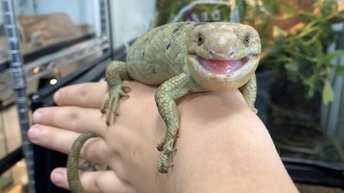 Stolen rare lizard has been safely recovered, returned to Lexington pet store