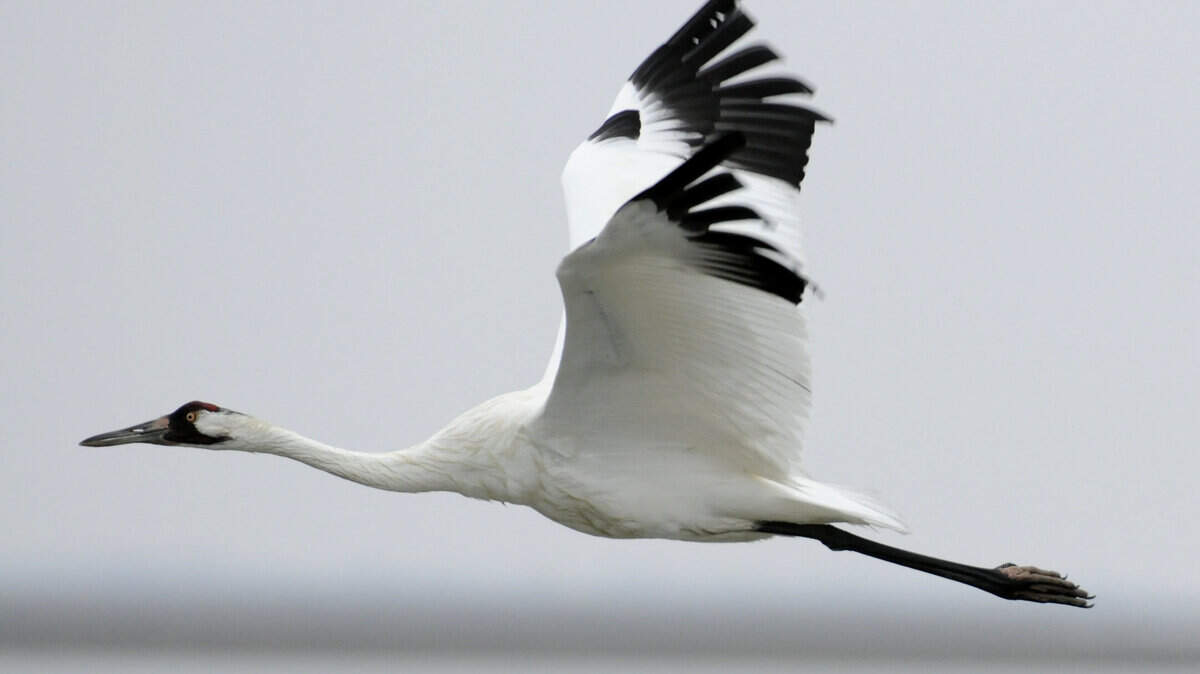 Texas Drought Endangered Whooping Cranes