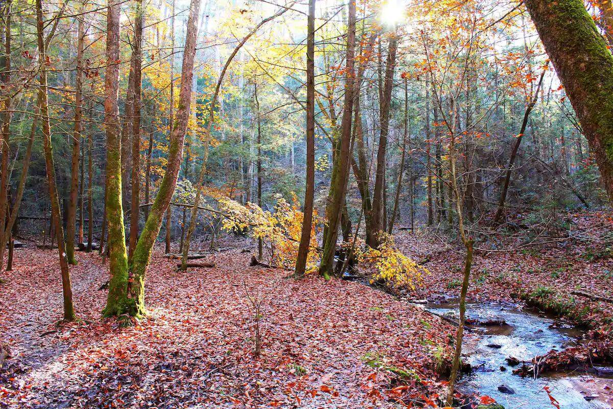 A view of the surroundings near The Lions Lair. A tranquil creek flows through a forest lit by the sun. Photos are courtesy of the Airbnb community.