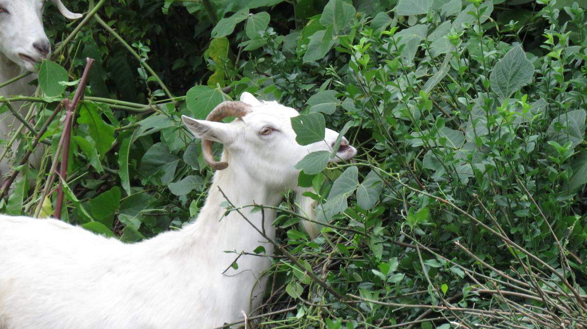 A herd of 15 goats will be brought to Vaughn’s Branch on June, 10 to feed on invasive species in the area, according to a news release.