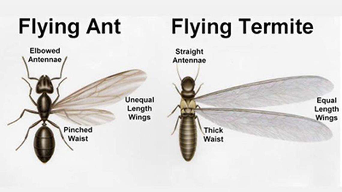 An image of a winged ant and termite.