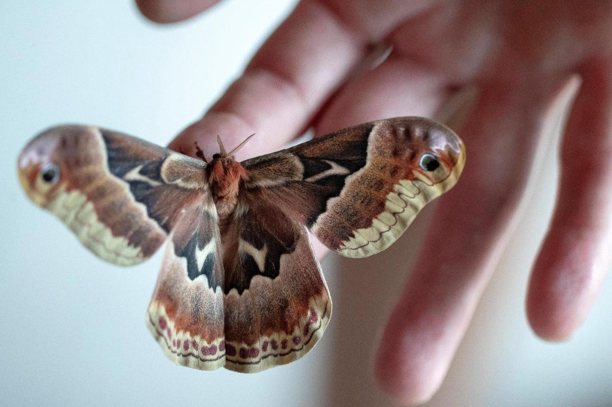 Web Barney, co-owner of Luna’s Coffee, Wine & Butterfly Cafe in Nicholasville, holds a promethean moth Monday, May 24. The restaurant has two large cages at the front of the restaurant for moths, caterpillars and butterflies.