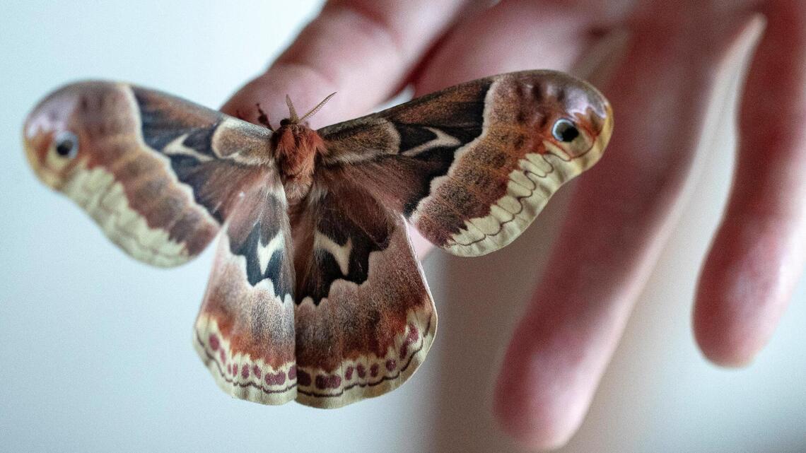 Would you like live butterflies, moths with your wine? This Nicholasville cafe has ‘em