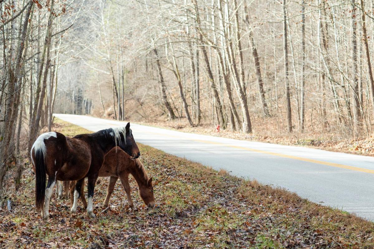 Hundreds of free-roaming horses walk on mountaintops and graze on reclaimed mine land in southeastern Kentucky near Elk View in Breathitt County, Ky., Tuesday, December 13, 2022. Non-profit the Appalachian Horse Project feeds and cares for the horses, especially in the winter time when grass on the mountaintop is more scarce.