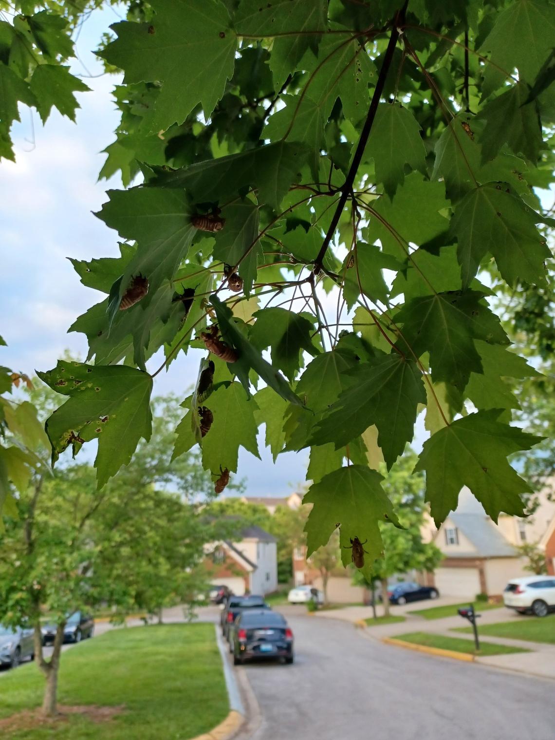 Cicadas perch in a tree in a Lexington neighborhood near Veterans Park.