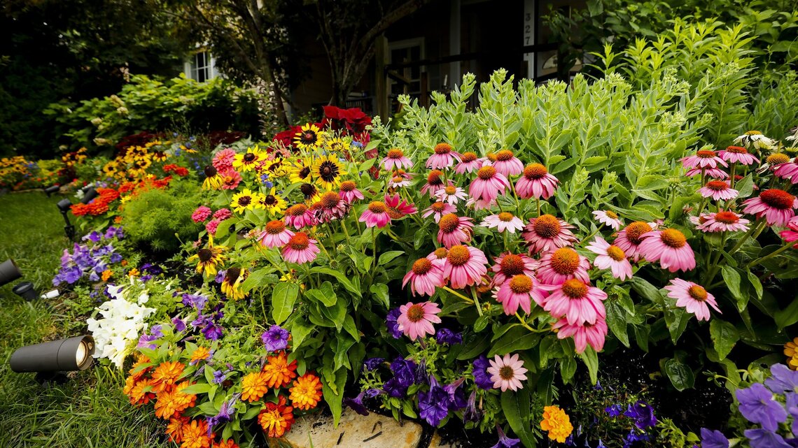 Which gardens stand out in the Lexington in Bloom contest? All of these.