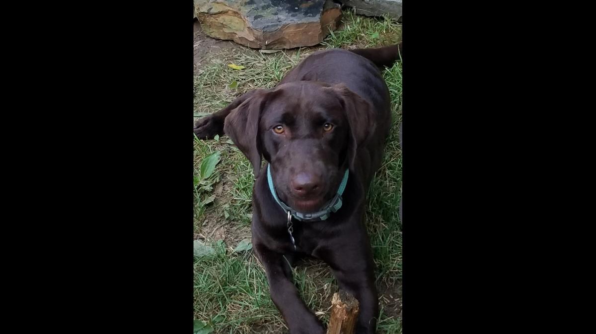 This good girl, a chocolate lab named Derby, calls Lexington home. She’s not eligible to compete in the Herald-Leader’s contest to find the cutest dog in Kentucky, but we assure you, she’s one of a kind.