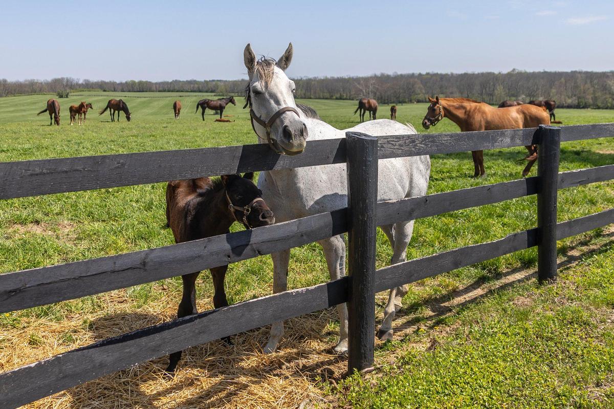 A new crop of foals at Stone Farm in Bourbon County.