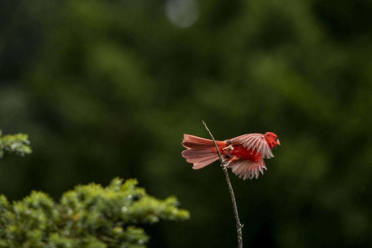 A cardinal takes flight at The Arboretum, State Botanical Garden of Kentucky on Monday, June 10, 2019. Tuesday’s forecast calls for sunny skies and a high temperature in the mid-70s, according to the National Weather Service. 