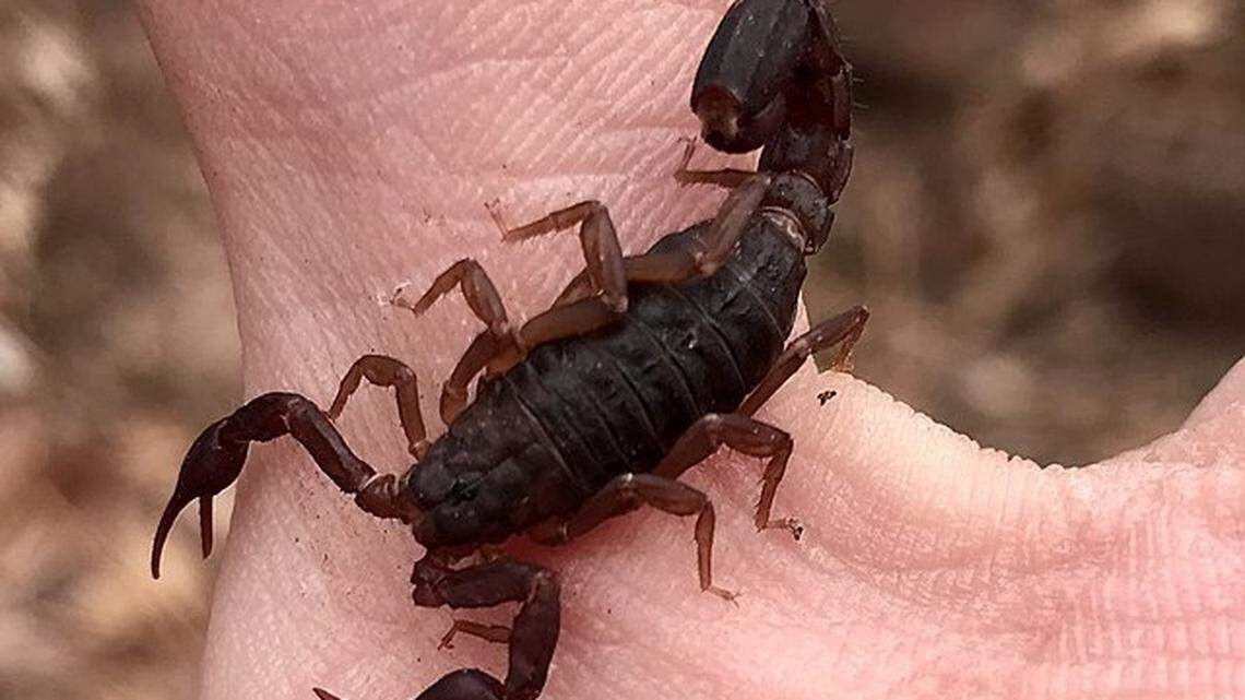 A small southern devil scorpion clutches a thumb. Southern devil scorpions can grown to be 8 inches long. 
