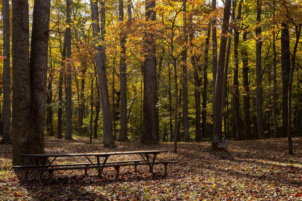 Fall colors are on display at the Bernheim Arboretum and Research Forest in Clermont, Ky., on Wednesday, Oct. 27, 2021.
