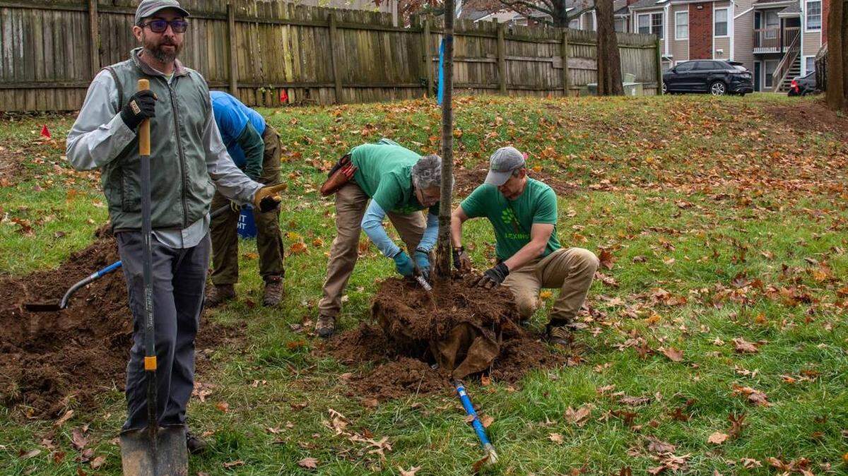 Stacy Borden oversees a tree planting at Bainbridge Place Apartments as part of a Trees Lexington planting. (Photo by Sally Lambert-Warfield)