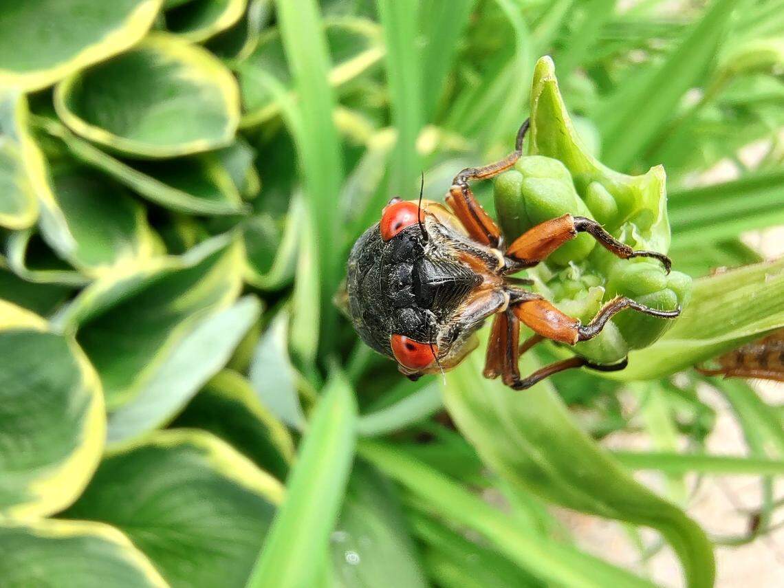 An adult cicada with large red eyes perches at the top of a daylily in Menifee County.