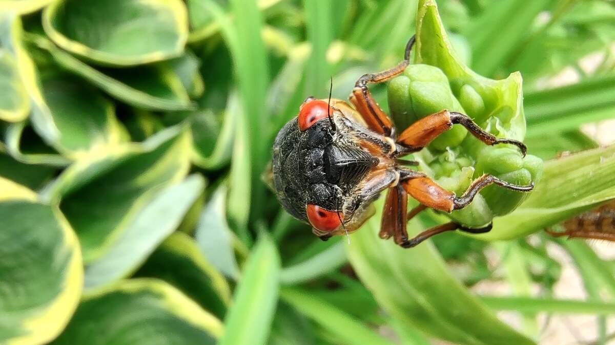 An adult cicada with large red eyes perches at the top of a daylily in Menifee County.