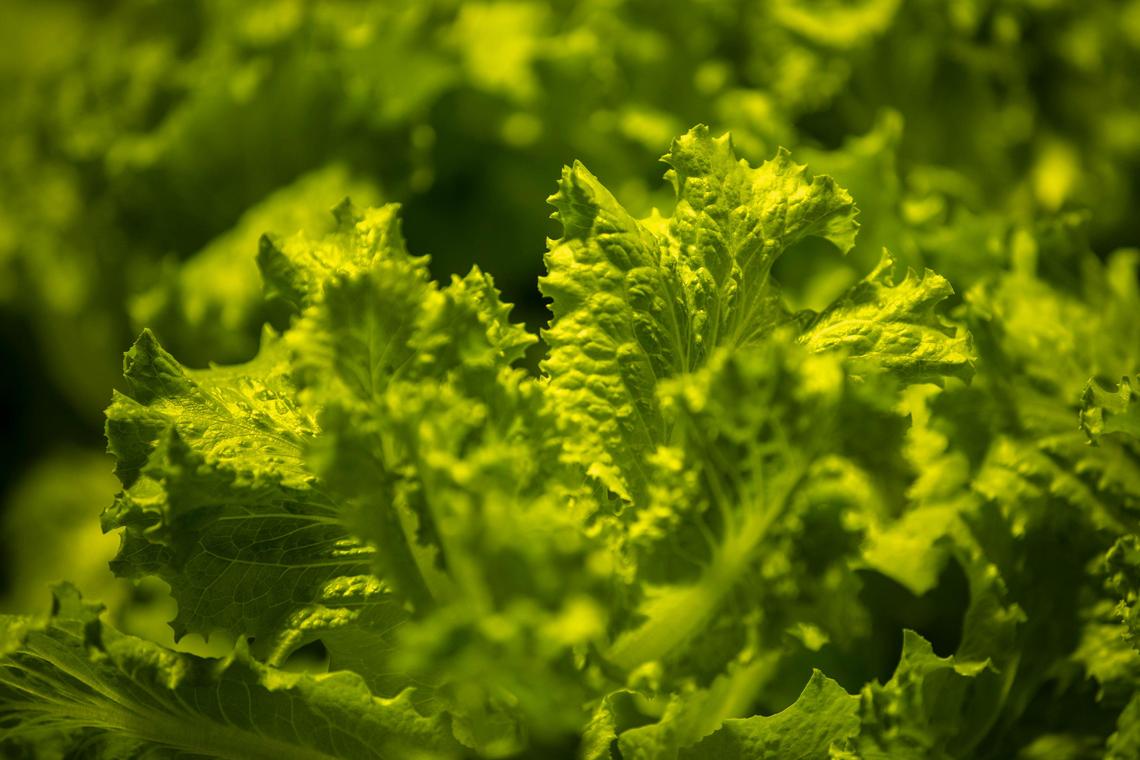 Smithtown Seafood buys most of the lettuce produced at FoodChain, the state’s largest indoor aquaponics operation.