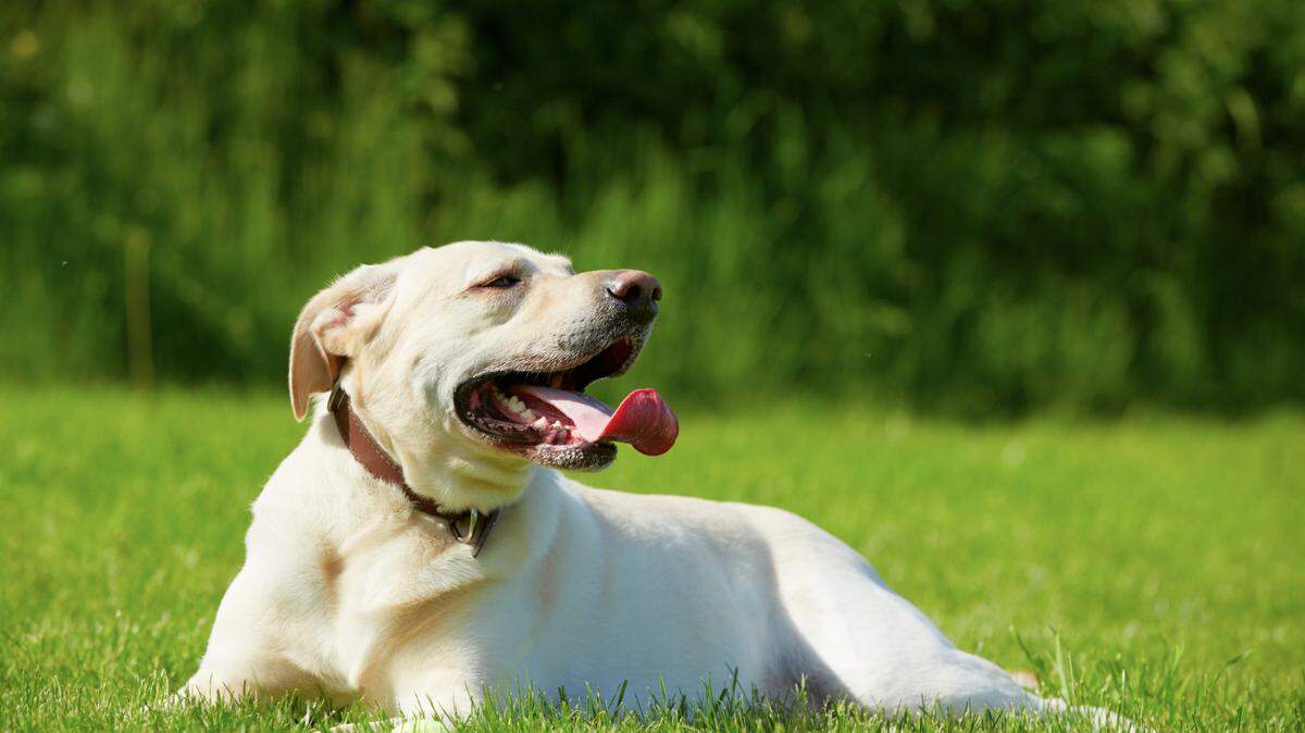 Wichita’s city council approved several changes to the city’s pet ordinance, including a new requirement for all dogs and cats to be microchipped in the city.