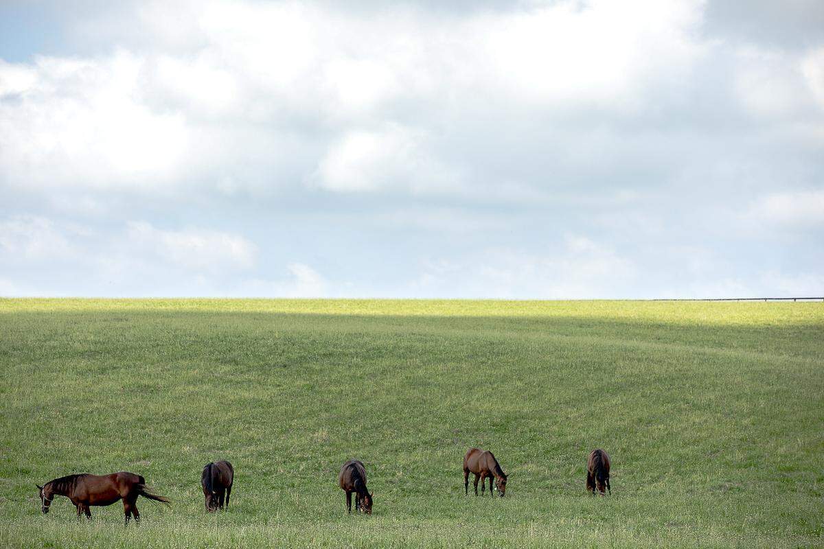 Horses graze in a field at Caviart Farms off Winchester Road near Paris, Ky., in Bourbon County on Friday, June 21, 2019.