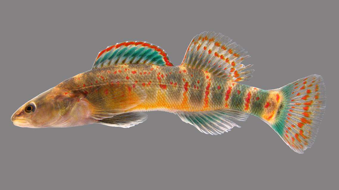 A Kentucky arrow darter.